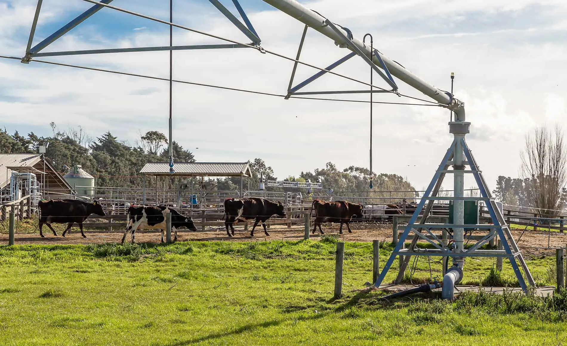 Dairy cows walking past a centre pivot irrigator