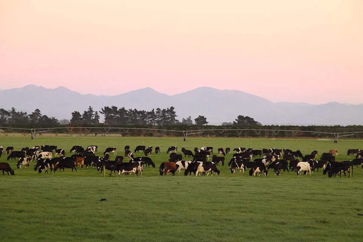 A dairy herd grazing a green paddock with mountains behind