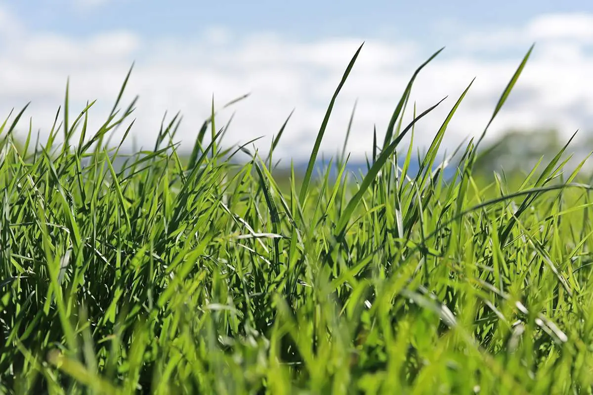 Close-up of tall, green pasture grass