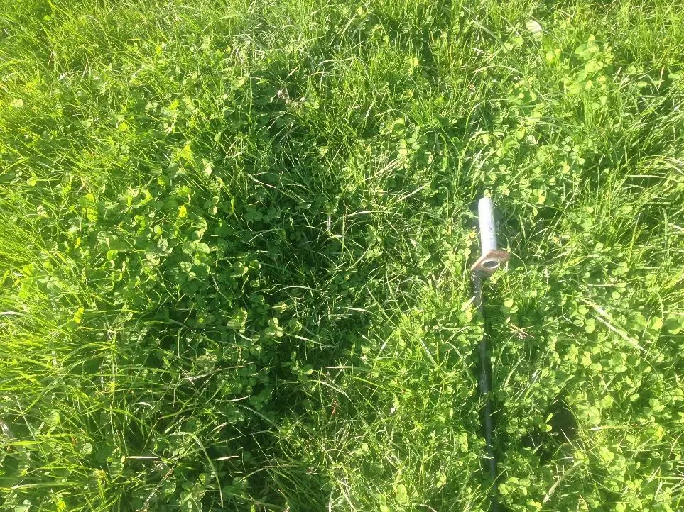 Close-up of grass and clover pasture in a paddock.
