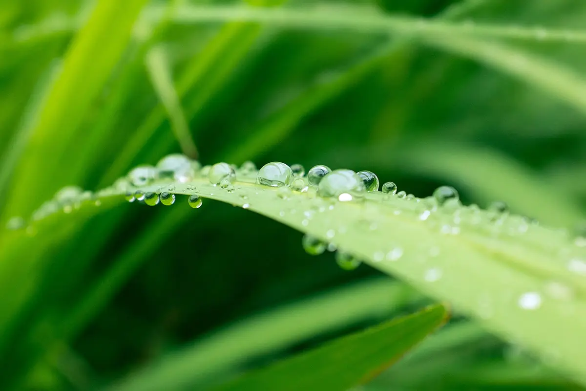Water droplets on a blade of pasture grass
